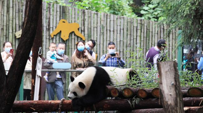 杭州动物园熊猫什么时候可以看到