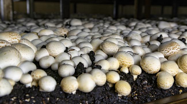 自制蘑菇种植方法图片