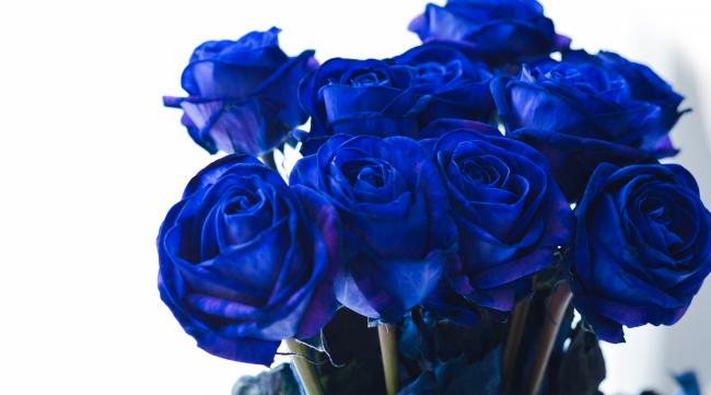 蓝色玫瑰是什么品种