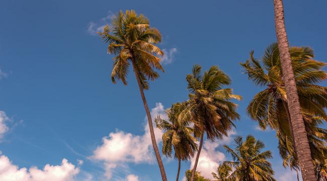 饥荒海难椰子树砍多少会出椰子怪