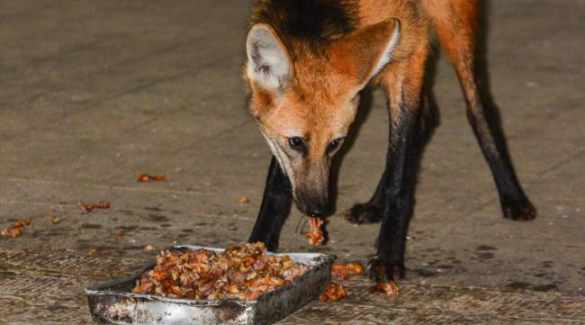 家养狐狸吃什么食物