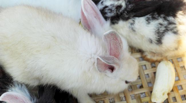 10天小兔需要多少温度的奶