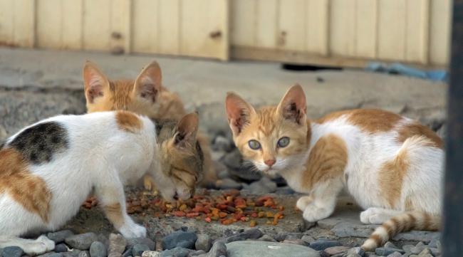 两个月的流浪猫收养注意事项视频