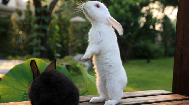 兔子每小时的奔跑速度