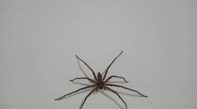家里长腿蜘蛛,蜘蛛对人有害吗