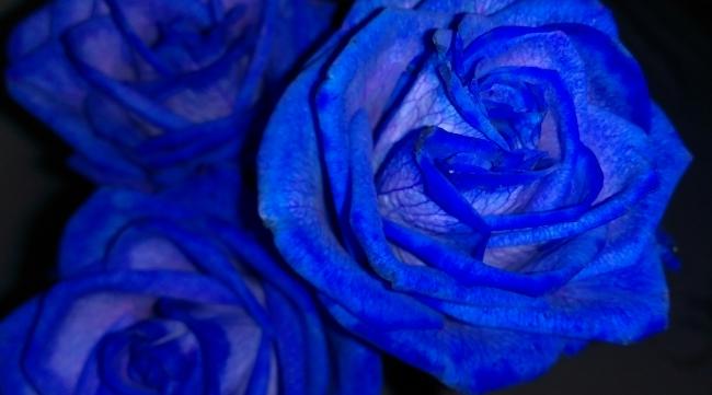 冰蓝玫瑰叫什么