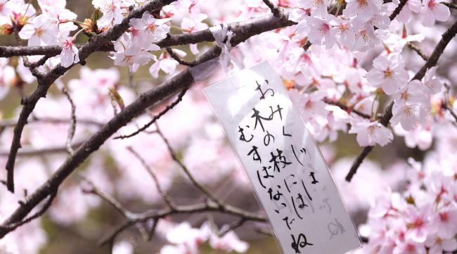 樱花用日语怎么打