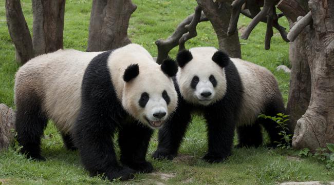熊猫是怎么进化来的