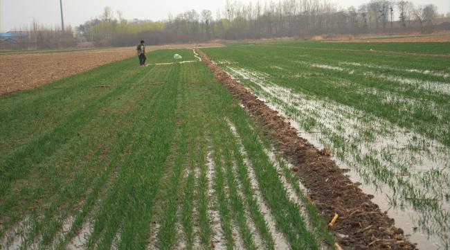 雨养旱作能种小麦玉米吗