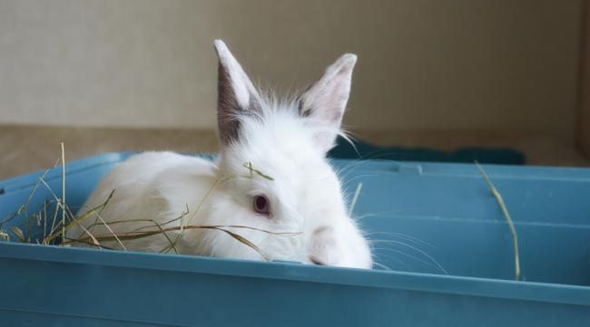 兔子的耳朵贴紧身体是什么意思呀