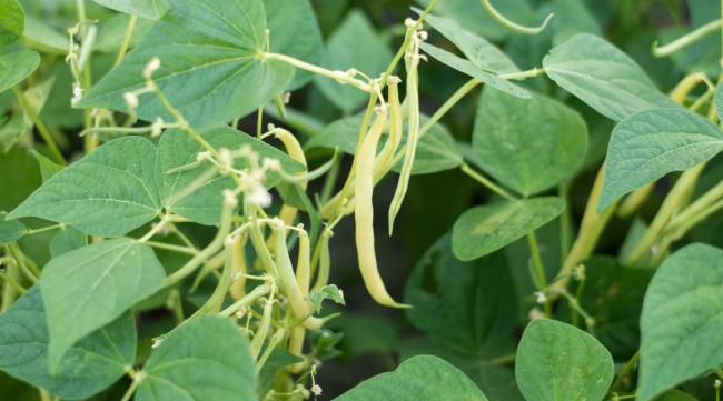 豌豆荚的种植和生长周期