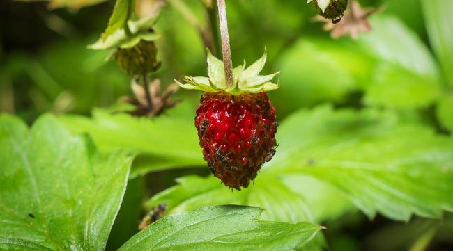 什么草莓不能吃蚂蚁庄园
