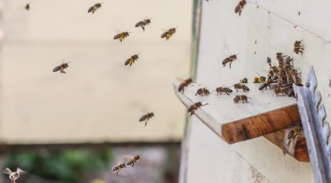 对蜜蜂群怎样进行排列图片