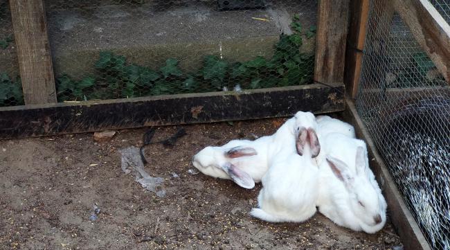 兔子尿床怎么处理好