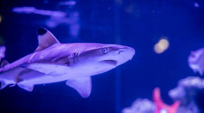 观赏鲨鱼饲养方法图解