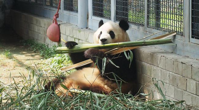 熊猫快收干什么的