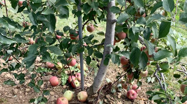 为什么自己家种的苹果长不大呢