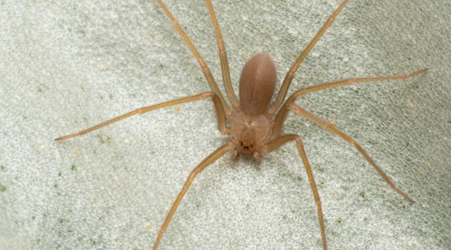 蜘蛛的毒是怎么形成的呢