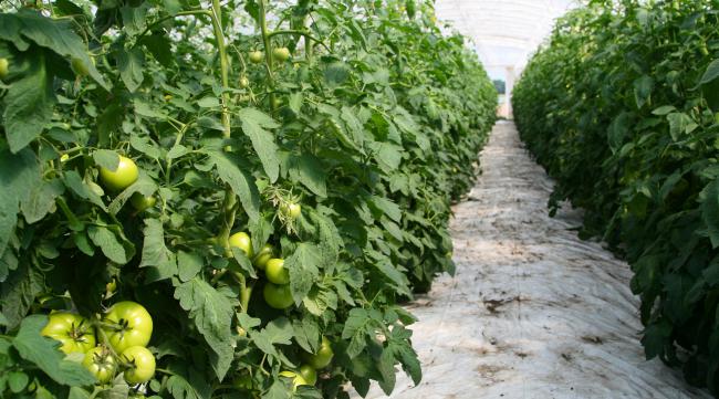 如何种植大棚西红柿