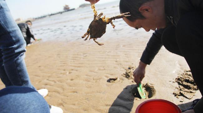 小章赶海挖螃蟹方法和技巧