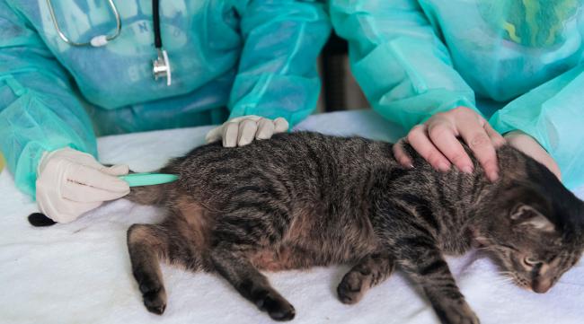 给猫做完绝育手术应该注意什么事项