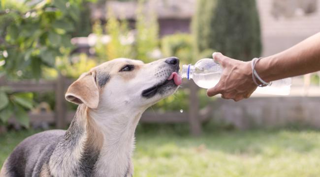 两个月的狗狗老是喝水怎么办呀