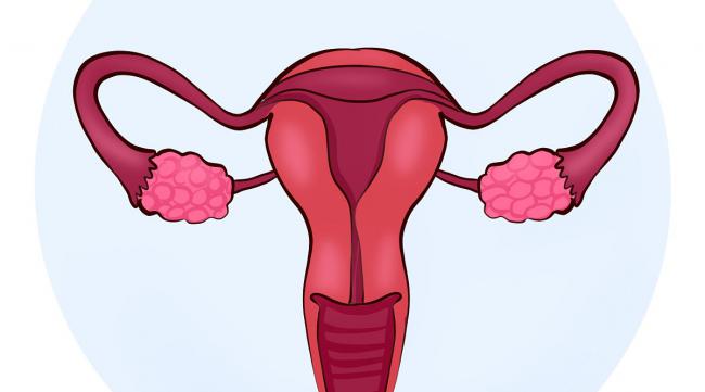 怎么提高卵巢的功能