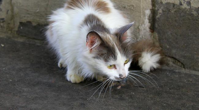 猫会得老鼠的传染病吗