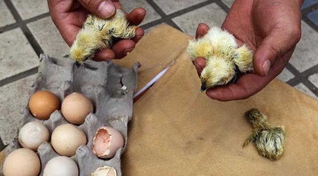 小孩自己在家怎么简单孵化小鸡呢