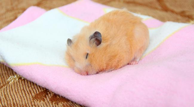为什么有的仓鼠活泼有的爱睡觉呢