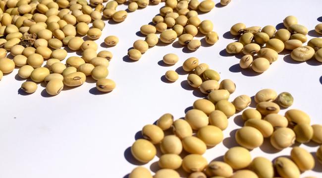 无嘌呤大豆种子是什么