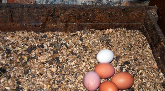 草龟蛋孵化方法
