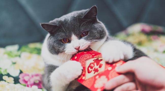 为什么送猫咪需要包红包