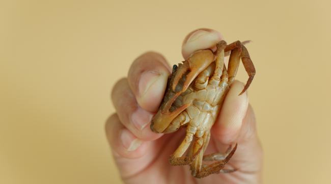 螃蟹如何区分公和母