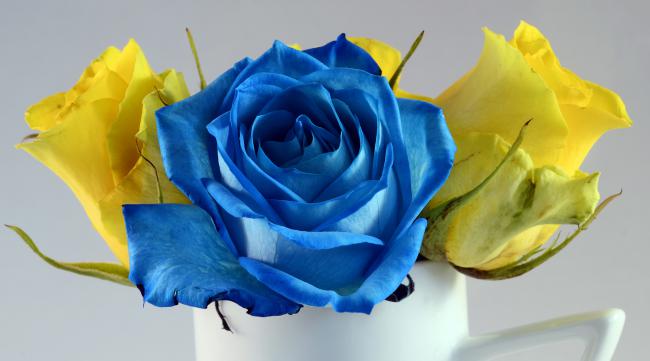 蓝黄玫瑰代表什么意思