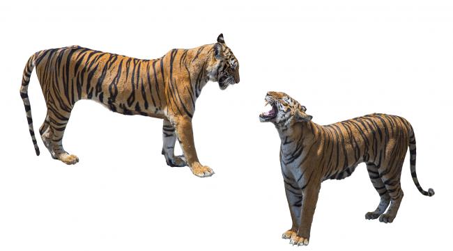 老虎是什么进化来的
