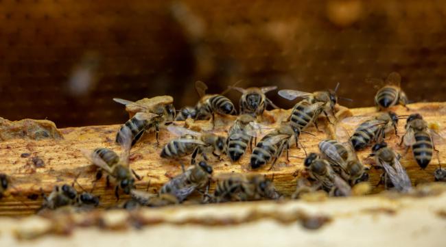 饥荒蜂箱蜜蜂会刷新吗