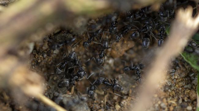 十大最好养的蚂蚁