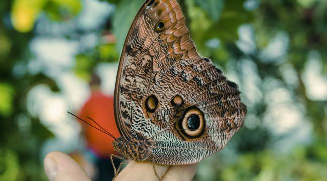 世界上最大和最小的蝴蝶是什么动物
