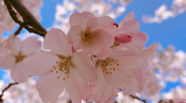 苹果手机拍樱花怎么拍出高级感的照片