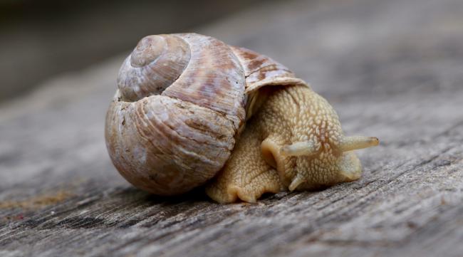 蜗牛的壳是怎么长的啊图片