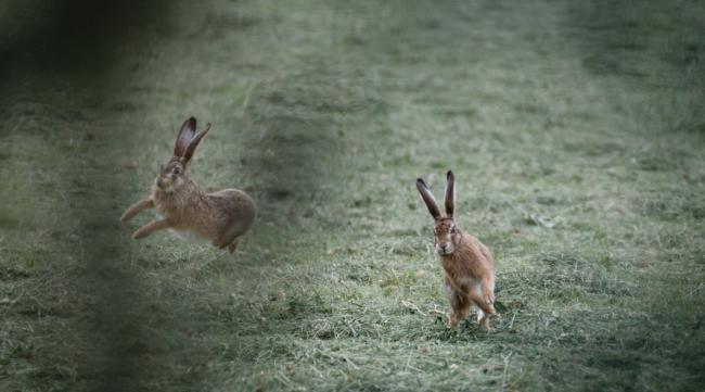 兔子突然间跑来跑去是怎么回事儿