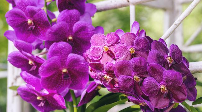 兰花紫色妖姬花期是几月