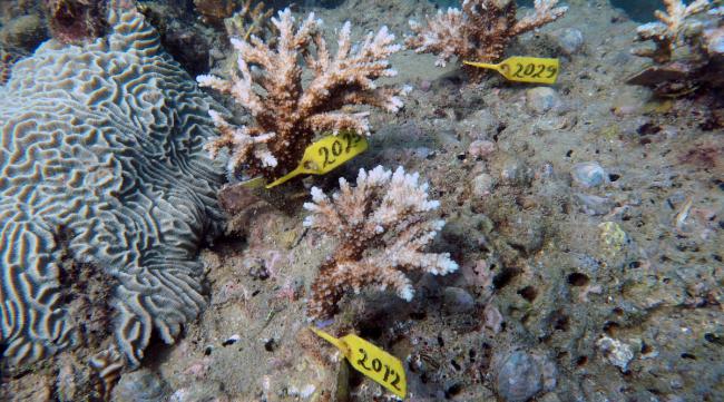 饥荒海难珊瑚怎么种植
