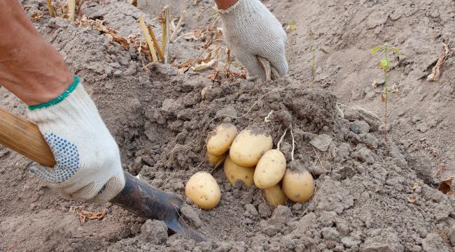 土豆挖出来想做种怎么保存呢