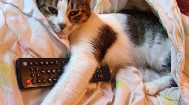 电视机的猫是什么