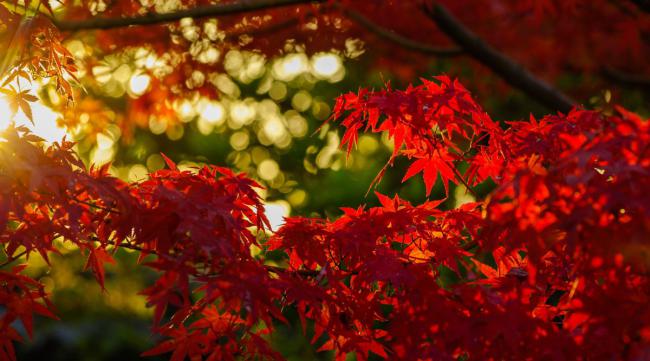 为何日本的红叶那么出名呢