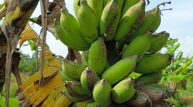 香蕉树是怎样生长出来的呢