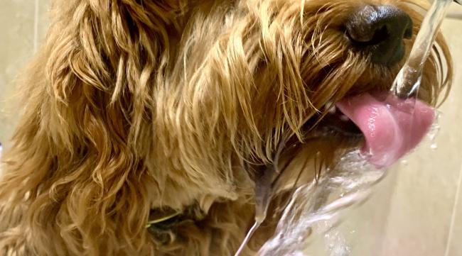 泰迪幼犬喝水的方法图解