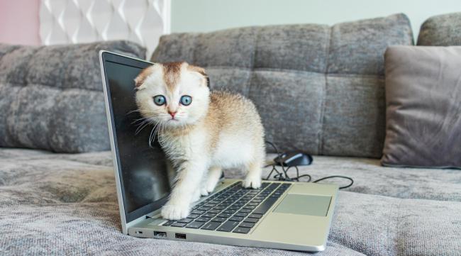 家里养猫电脑怎么保护自己